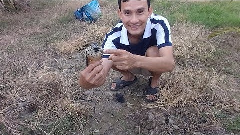 # Bẫy Cút Rừng/ Cút Quá Sung Chạy Nhanh Như Chớp