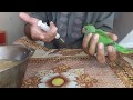 How to Feeding Baby Parrot?How much time Hand feeding Baby?How much more learn about Hand feeding?