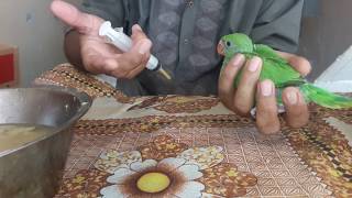 How to Feeding Baby Parrot?How much time Hand feeding Baby?How much more learn about Hand feeding?