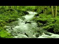 Japan forest river flowing sound relaxing nature forest river 4k white noise sleep meditation