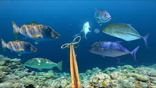 DUA SPOT YANG BERBEDA IKAN BEDA GIANTREVALY PASTI ADA SPEARFISHING WAKATOBI 🇮🇩