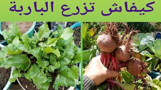 زراعة الباربة(الشمندر الأحمر) من الشتلات؛ اسهل طريقة لزراعة البنجر