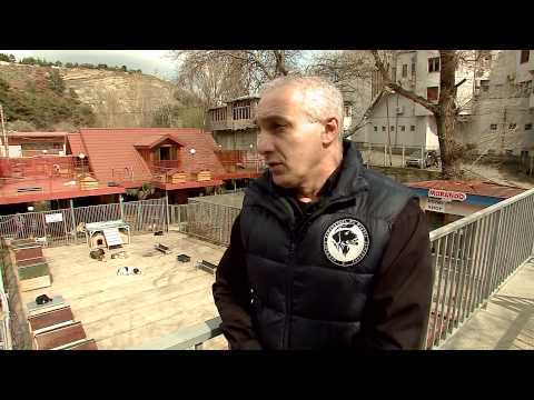 უპატრონო, მაწანწალა ძაღლების პრობლემა