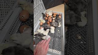 Hatching Blue Black Splash Marans Chicks at Nichols County
