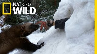 Wolverine to the Rescue! | America the Wild
