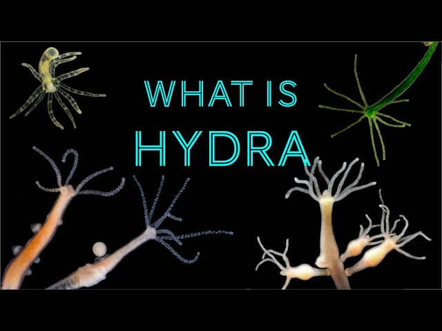 Hydra – Biology, Classification, Characteristics, and Reproduction