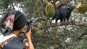 Gara-Gara Hama Nakal Ini, Petani Durian Bisa Gagal Panen!