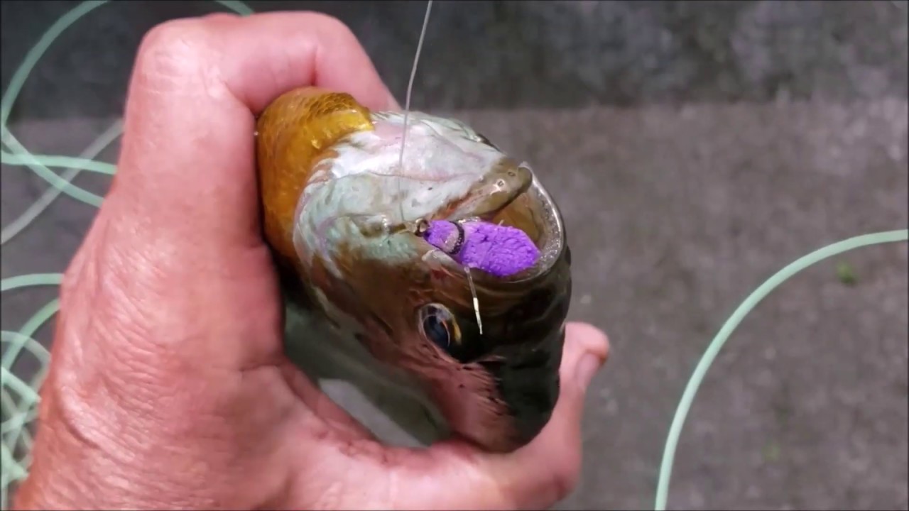 Best Bluegill Bait for Spring Best Way To Catch Spring Bluegills