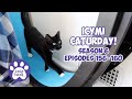ICYMI Caturday! * Lucky Ferals S6 Episodes 156 - 160 * Cat Videos Compilation - Feral Kittens
