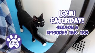 ICYMI Caturday! * Lucky Ferals S6 Episodes 156  160 * Cat Videos Compilation  Feral Kittens