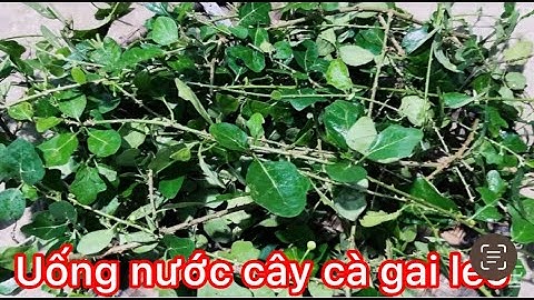 UỐNG NƯỚC CÂY CÀ GAI LEO TỐT CHO SỨC KHOẺ / sơ chế cây cà gai leo để uống nước