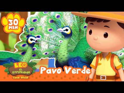 ¡Mira las hermosas plumas del pavo real verde! | Leo, El Explorador | Animación - Familia