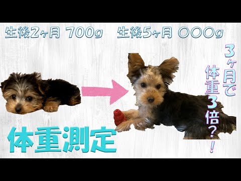 もしや、でかヨーキー？！【生後5ヶ月体重測定】