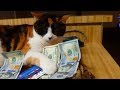 Greedy cat refuses to share her Rumble earnings