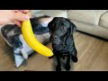 Labrador Eats A Banana For The First Time!!