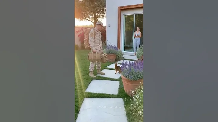 Video 11905711: abyssinian cat, rare cat, canin