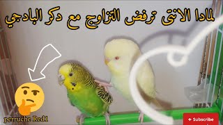 لمادا الانتى ترفض التزاوج مع دكر البادجي ??? طيور_البادجي ? muhabbetkuşi matingbudgies