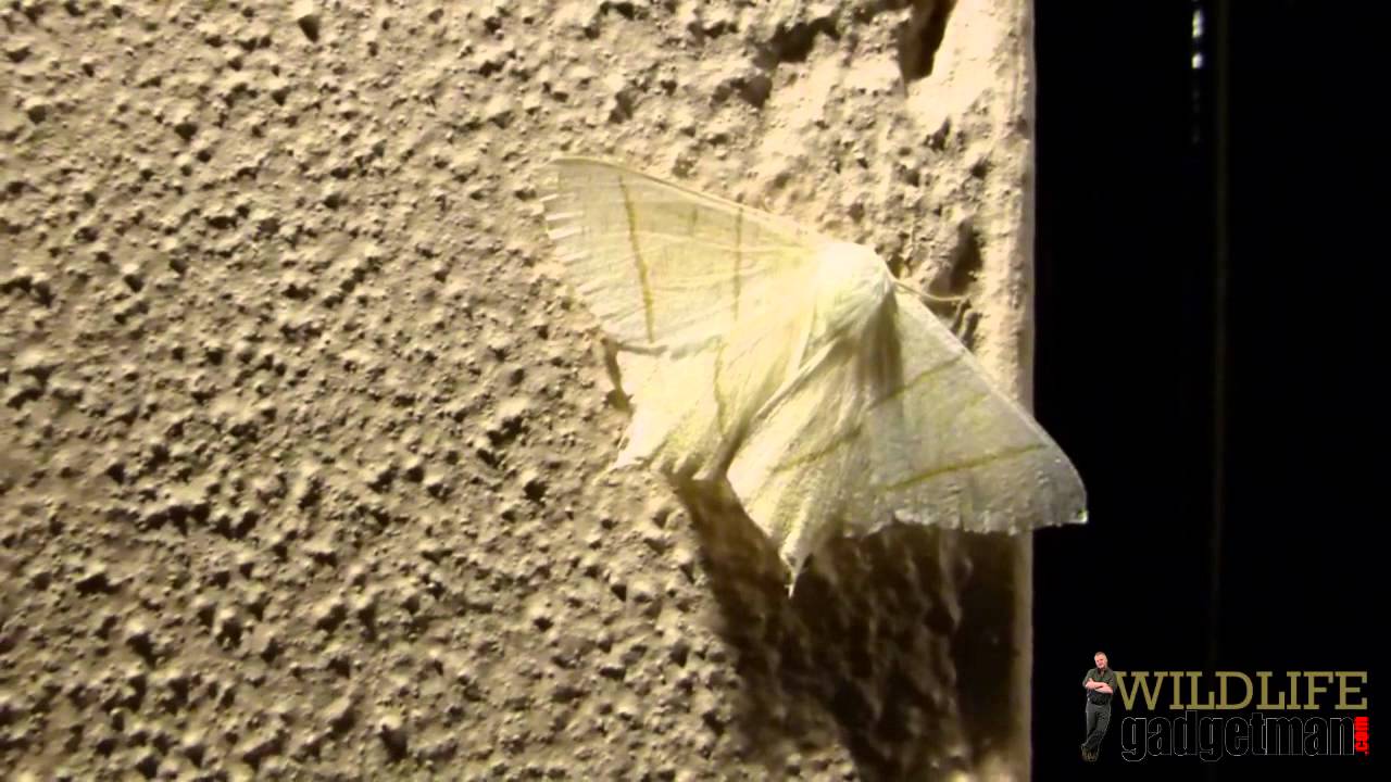 camera iphone 8 plus apk The Great British Garden Watch - Cat Watch Diaries Part 4