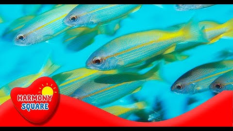 What is Bioaccumulation - More Science on the Learning Videos Channel