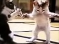 Танцующие котята -это невероятно, уфф смех от души! Самое прикольное видео про кошек!