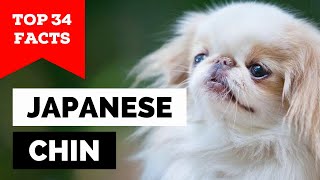 99% of Japanese Chin Dog Owners Don't Know This