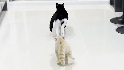 Video 728301: grey british shorthair male, domestic shorthair male cat, shorthair cat white, cat chasing