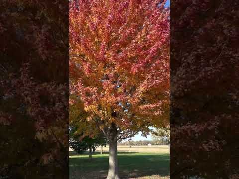 Video: Sonbahar Blaze Akçaağaç Ağacı Bakımı: Sonbahar Blaze Akçaağaçlarının Yetiştirilmesine İlişkin İpuçları