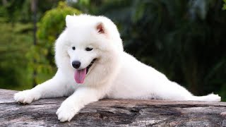 Unveiling the Hidden Gems of Samoyeds💥The Delights Known to Experienced Owners💚 by Pets Avenues 80 views 11 months ago 2 minutes, 48 seconds