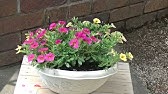 花 ミリオンベルの育て方 簡単な挿し芽 Youtube 花 ミリオンベルの育て方 簡単な挿し芽 Youtube