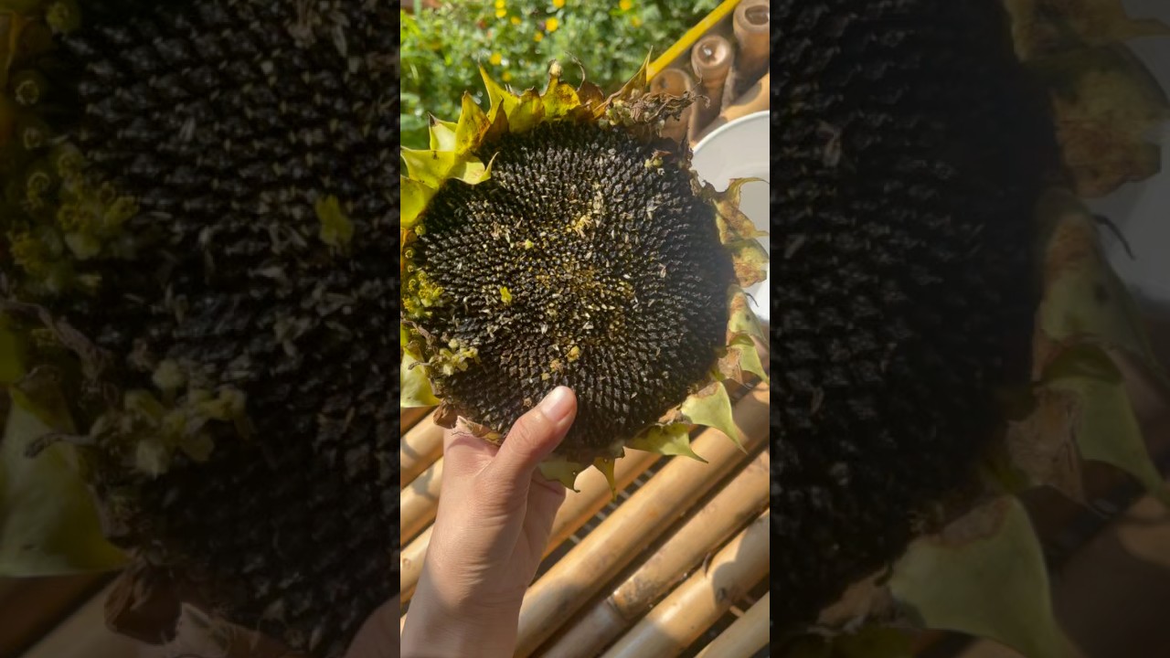 Coating Sunflower Seeds 