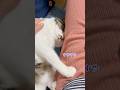 元気に遊んで甘えながら眠るうずぽん #cat #猫 #shorts