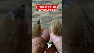 Download Lagu PERBEDAAN PAUD EMPRIT KAJI JANTAN \u0026 BETINA MP3 Download Lagu PERBEDAAN PAUD EMPRIT KAJI JANTAN \u0026 BETINA MP3