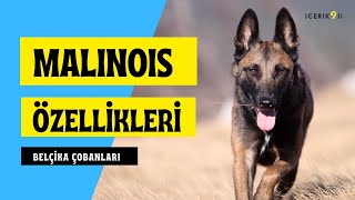 Takıntılı Irk Malinois (Köpek Irkları)