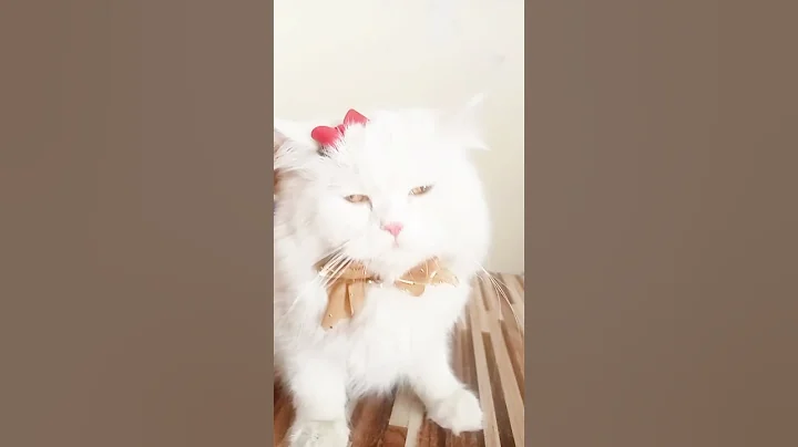 Watch the video about Before and after look #cute cats #persian cute cats #cats shorts
