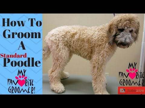 Video: How To Trim Poodles