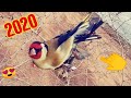 صيد طائر الحسون 2020 بالمغرب hd ..المفاجأة الكبرى..😱🤔 capture chardonneret maroc 2020