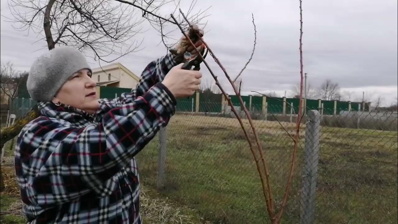 Купили картоплю на посадку. Саджаємо дерева. - YouTube