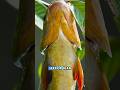 IKAN TERBANG 😱 MOMEN LANGKA #ikanjumbo #ikanlaut #fish #fishingvideo #faktaunik #faktaunikdunia