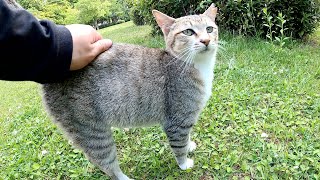 靴下をはいたキジトラ猫がお行儀よくモフられる