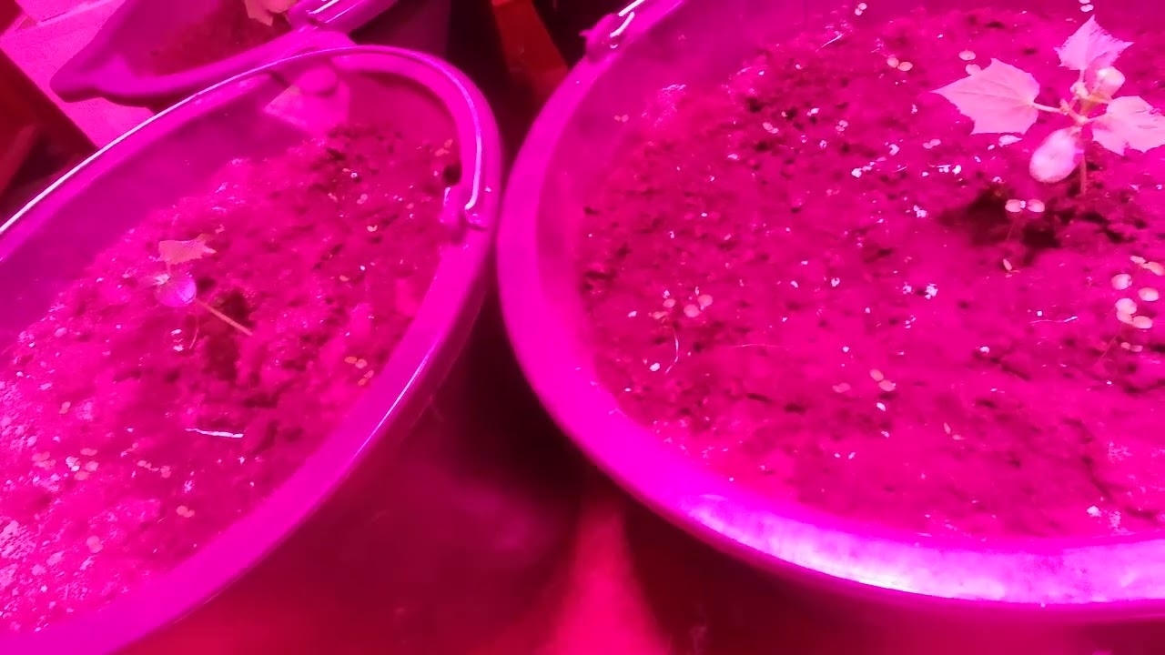 пересадка перцев  моя рассада  сезон  посадок открыт  огурцы   перец   россада помидор