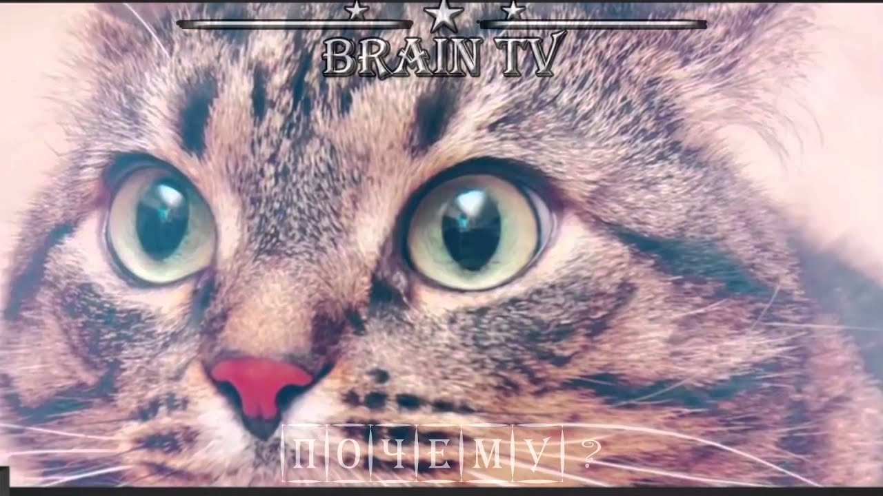 Почему коты и кошки любят валерьянку. От BRAIN TV.