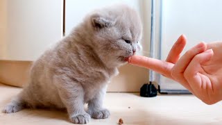 Tiny kittens try adult food for the first time: Weaning Three-Week-Old Kittens!