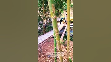 vận chuyển lúa gạo xuống ghe cực nhanh #viralshorts #trending