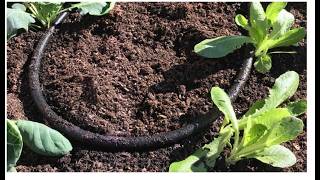 Easy Soaker Hose System for Any Garden — Install in Minutes!