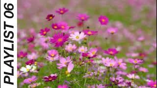 smell the flowers.mp3