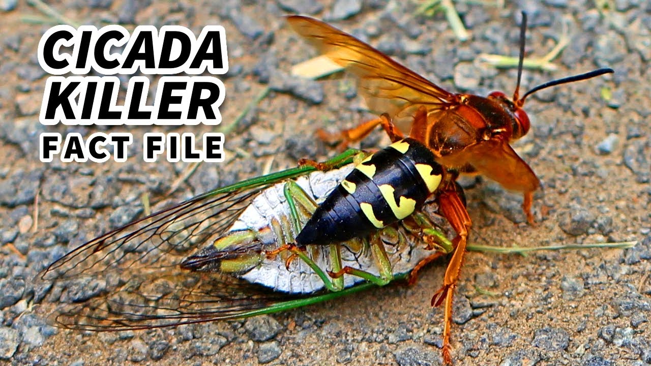 Cicada Killer Wasp Facts They EAT Cicadas Animal Fact Files YouTube Cicada Killer Wasp Facts They EAT Cicadas Animal Fact Files YouTube