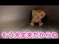 【子猫保護】側溝に住む風邪を引いた子猫を救いたい