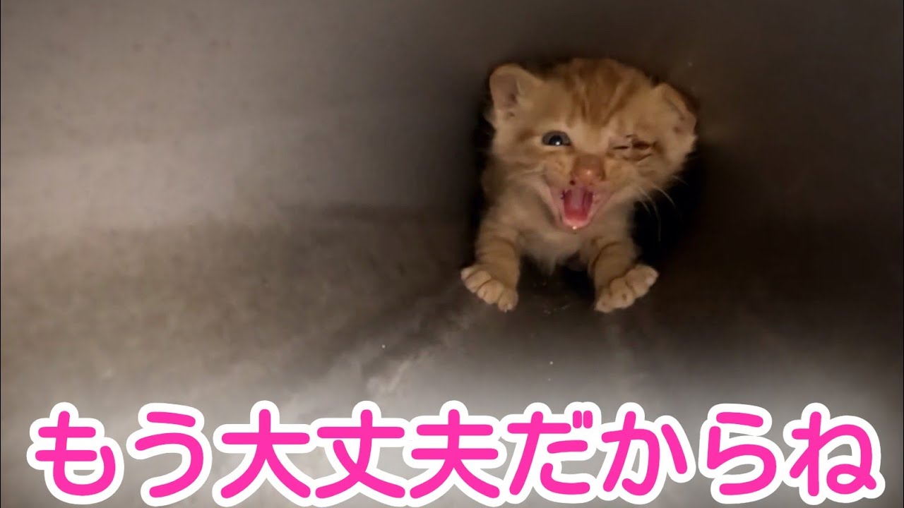 【子猫保護】側溝に住む風邪を引いた子猫を救いたい