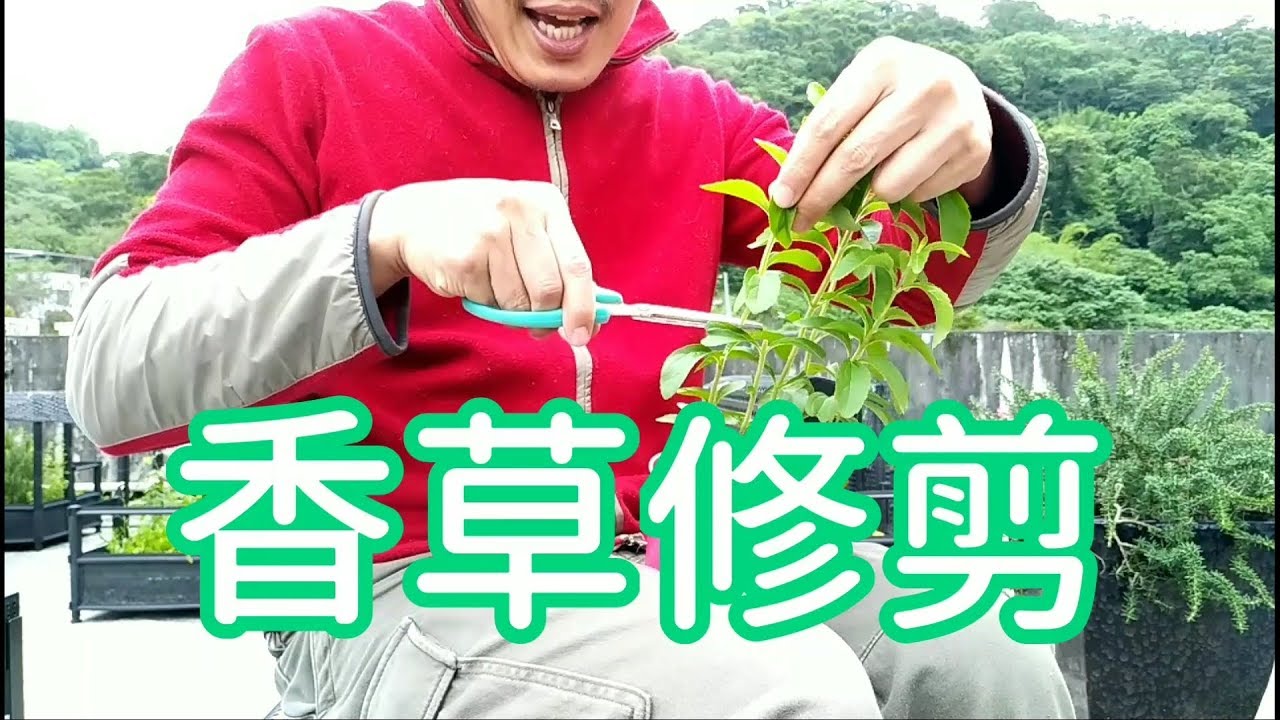 紫蘇的栽培與繁殖技巧how To Grow Perilla Youtube