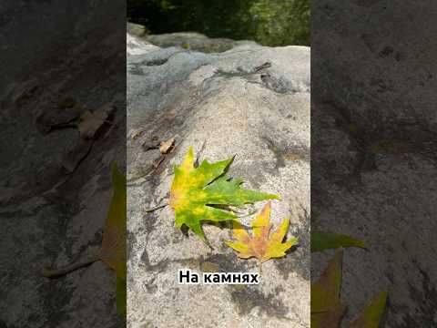 Красота на камнях. #shortvideo #shorts #nature #красиво #природа #beautiful #природа